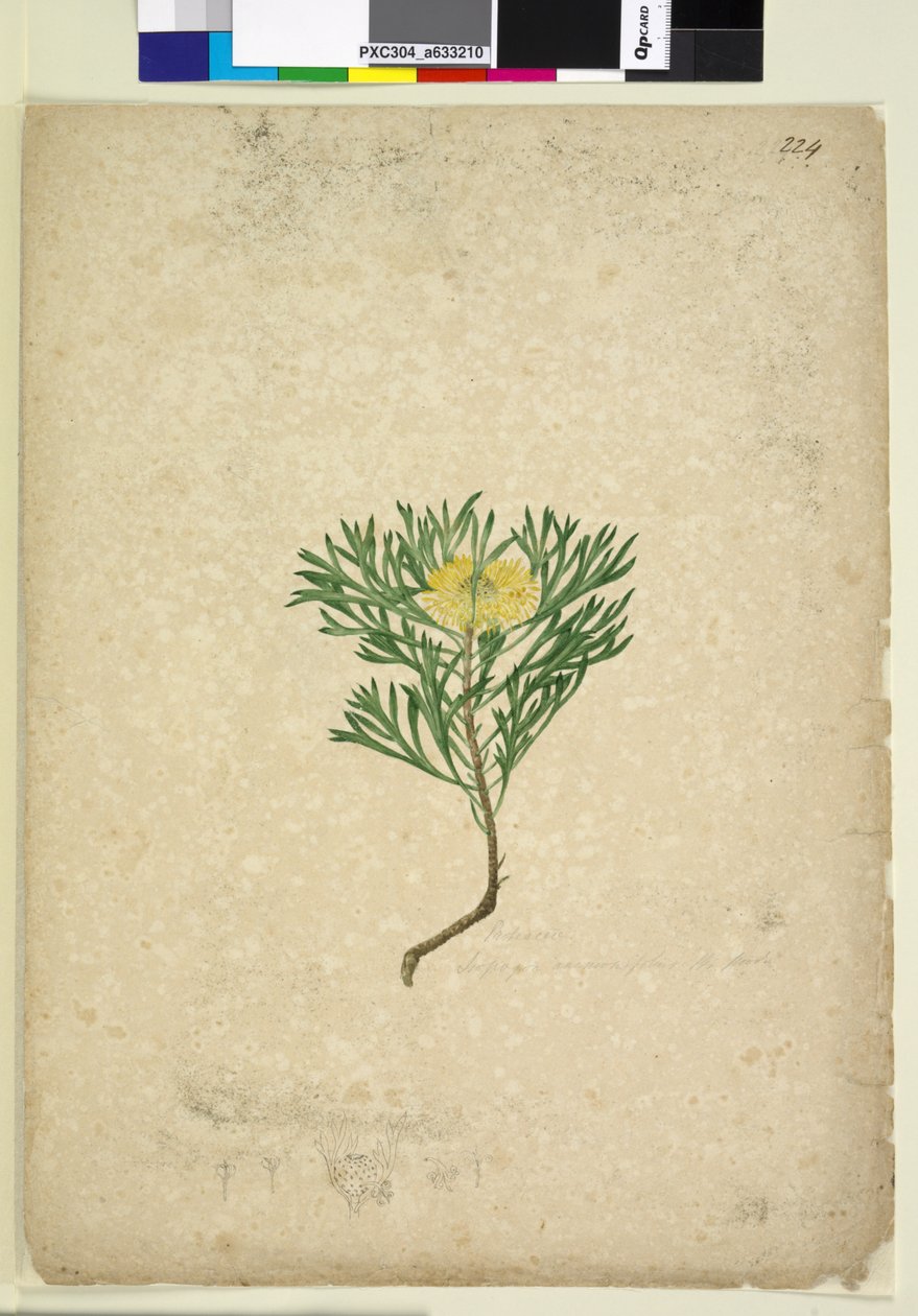 Side 224. Isopogon anemonifolius, c.1803-06 (wc, pen, blæk og blyant) af John William Lewin