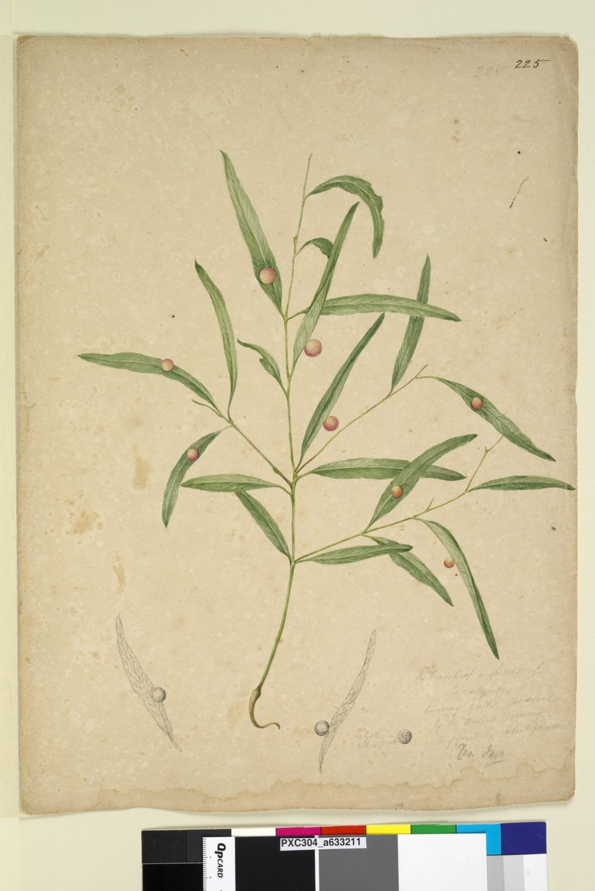 Side 225. Grenen af en art af eukalyptus, der bærer galder..., ca. 1803-06 (wc, pen, blæk og blyant) af John William Lewin