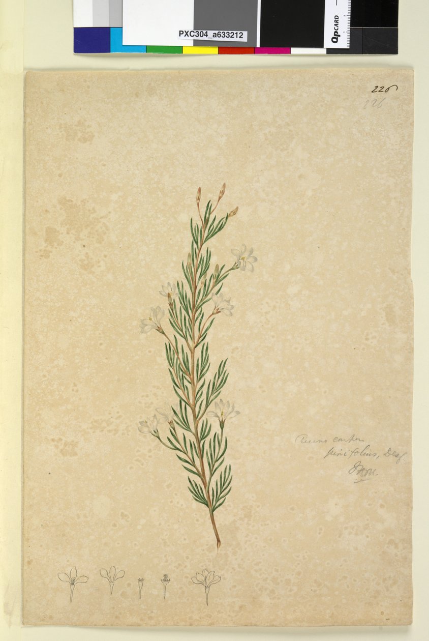 Side 226. Ricinocarpus pinifolius, ca. 1803-06 (wc, kuglepen, blæk og blyant) af John William Lewin