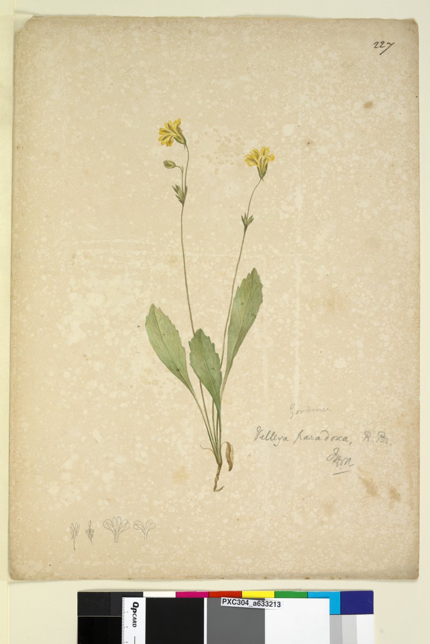 Side 227. Velleia paradoxa, ca. 1803-06 (wc, pen, blæk og blyant) af John William Lewin