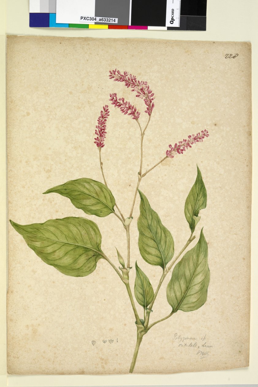 Side 228. Polygonum orientale, ca. 1803-06 (wc, pen, blæk og blyant) af John William Lewin
