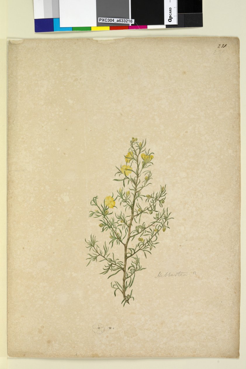 Side 231. Hibbertia sp, ca. 1803-06 (wc, pen, blæk og blyant) af John William Lewin