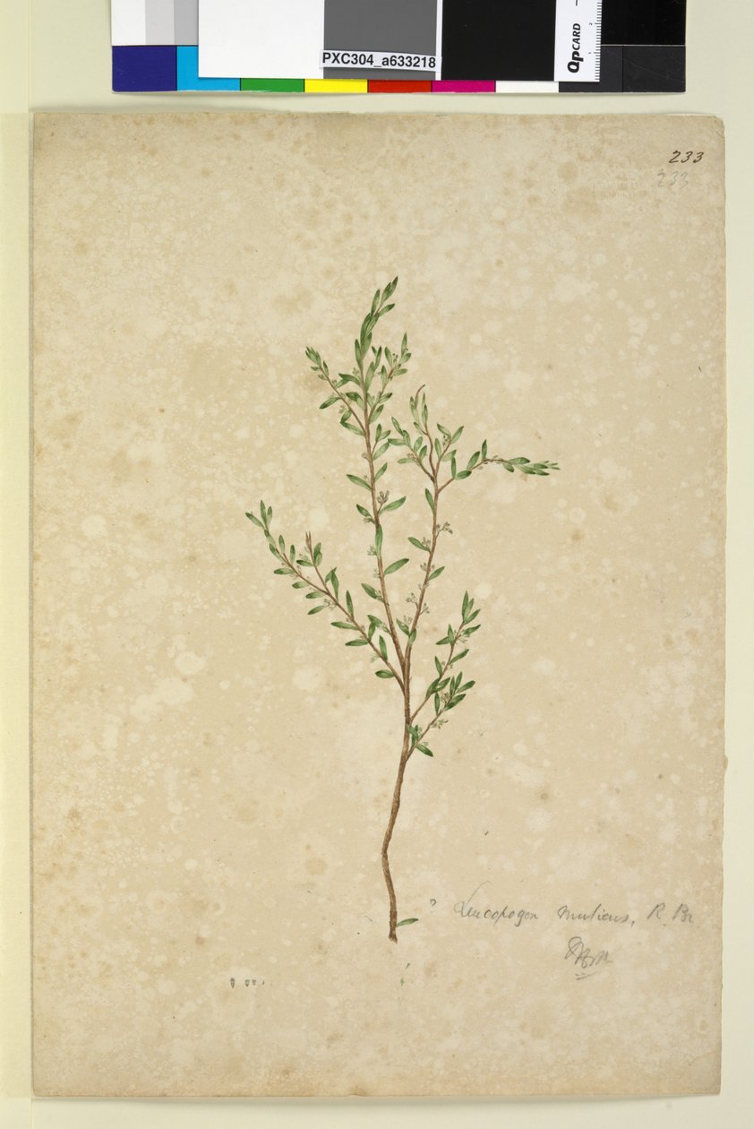 Side 233. Leucopogon, ca. 1803-06 (wc, pen, blæk og blyant) af John William Lewin