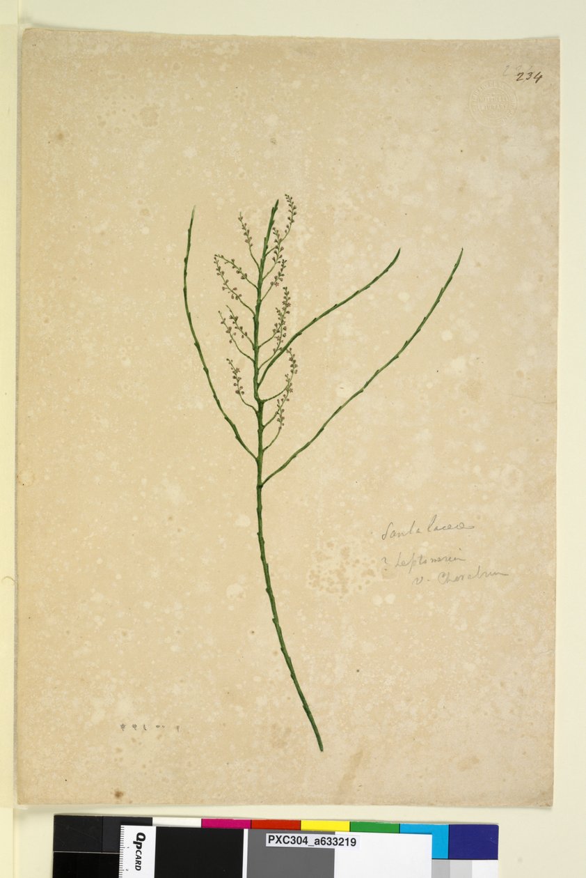 Side 234. Leptomeria, ca. 1803-06 (wc, pen, blæk og blyant) af John William Lewin