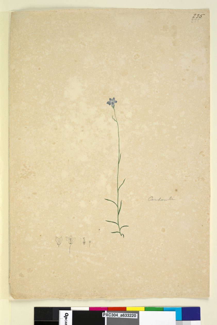 Side 235. Campanula, ca. 1803-06 (wc, pen, blæk og blyant) af John William Lewin