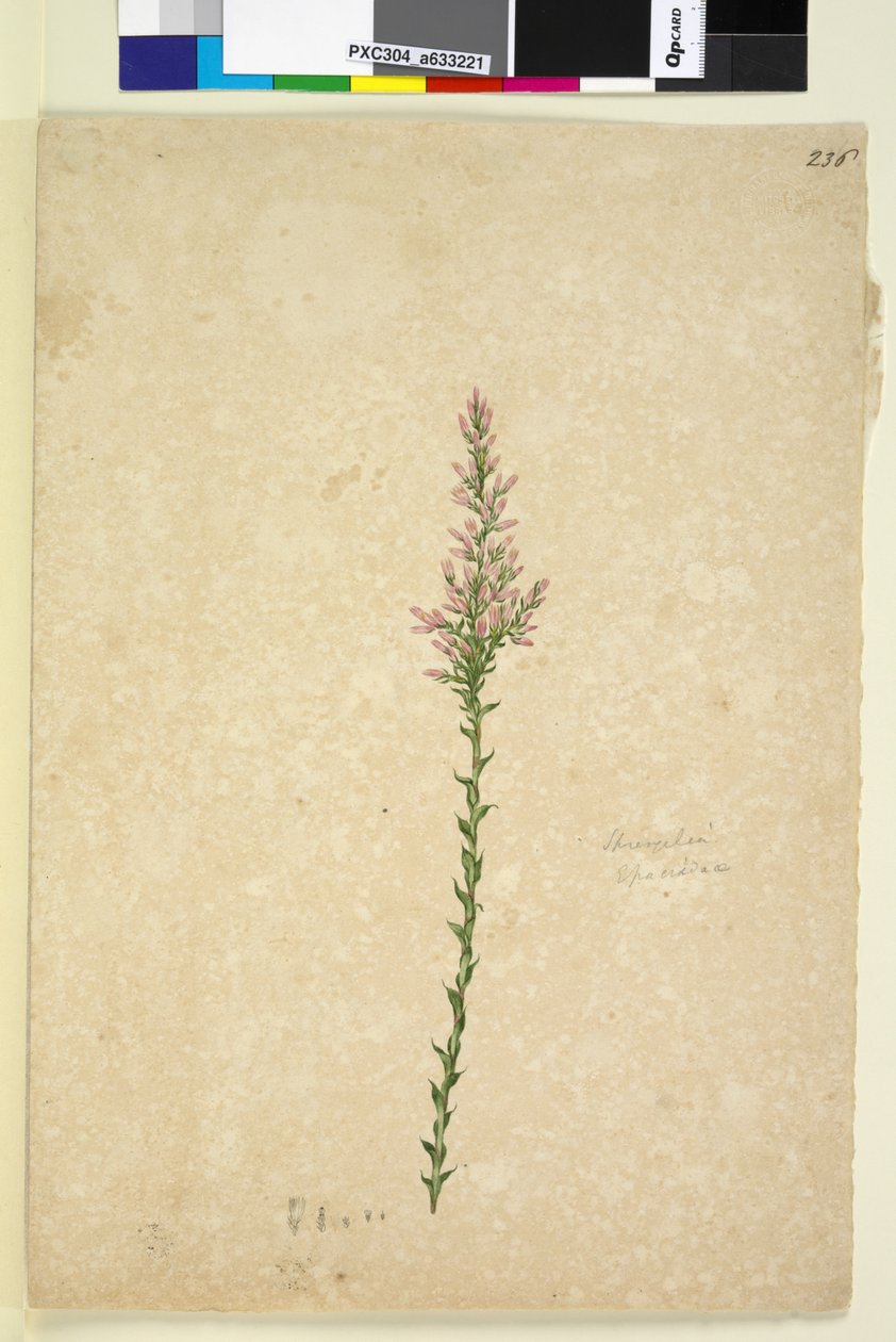 Side 236. Sprengelia, ca. 1803-06 (wc, kuglepen, blæk og blyant) af John William Lewin