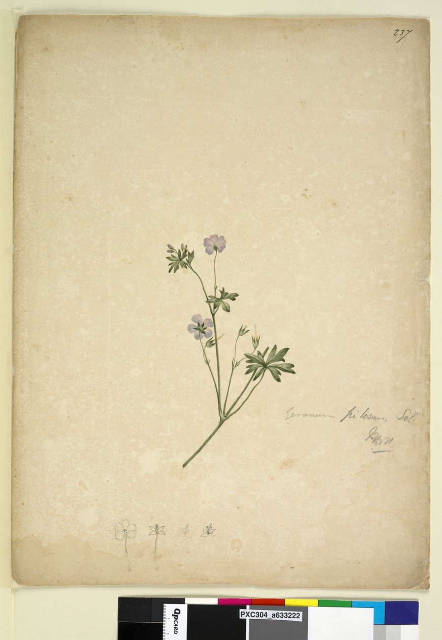 Side 237. Geranium pilosum, ca. 1803-06 (wc, pen, blæk og blyant) af John William Lewin