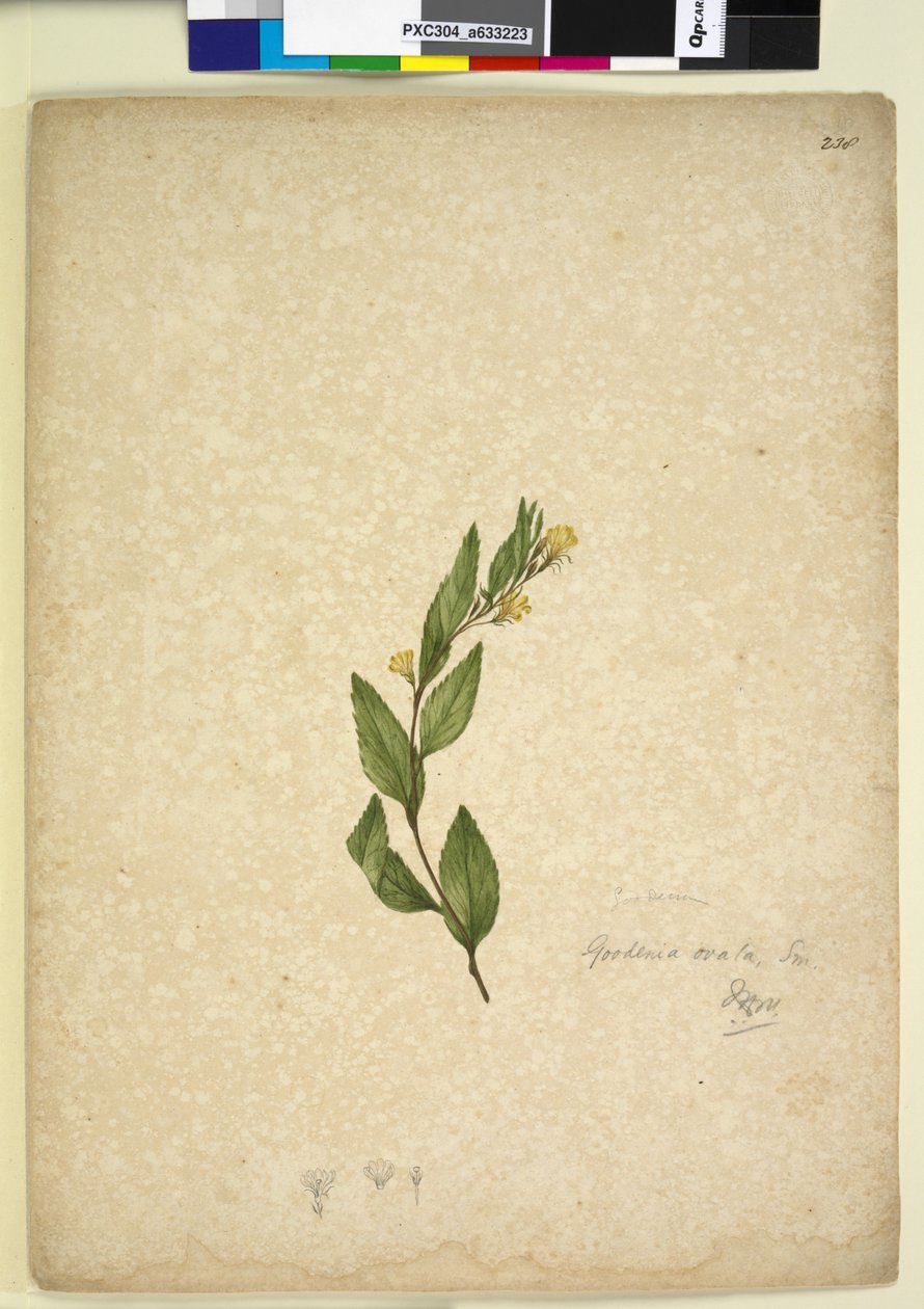 Side 238. Goodenia ovata, ca. 1803-06 (wc, pen, blæk og blyant) af John William Lewin