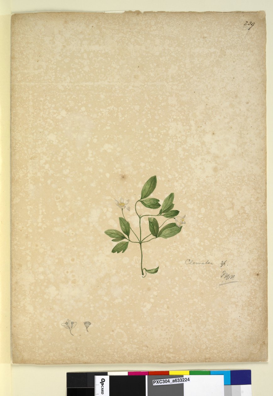 Side 239. Clematis, ca. 1803-06 (wc, kuglepen, blæk og blyant) af John William Lewin