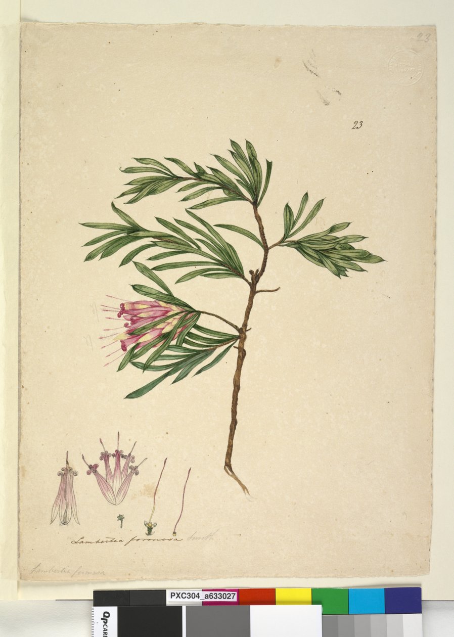 Side 23. Lambertia formosa, ca. 1803-06 (wc, kuglepen, blæk og blyant) af John William Lewin