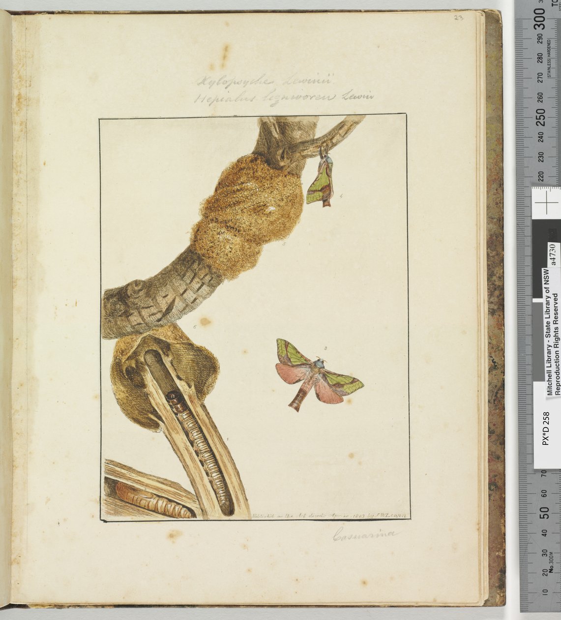 Side 23 Plade 6 Xylopsyche Lewinni Hepialus Ligniveren Lewin, 1803-04 (håndfarvede ætsningstryk) af John William Lewin