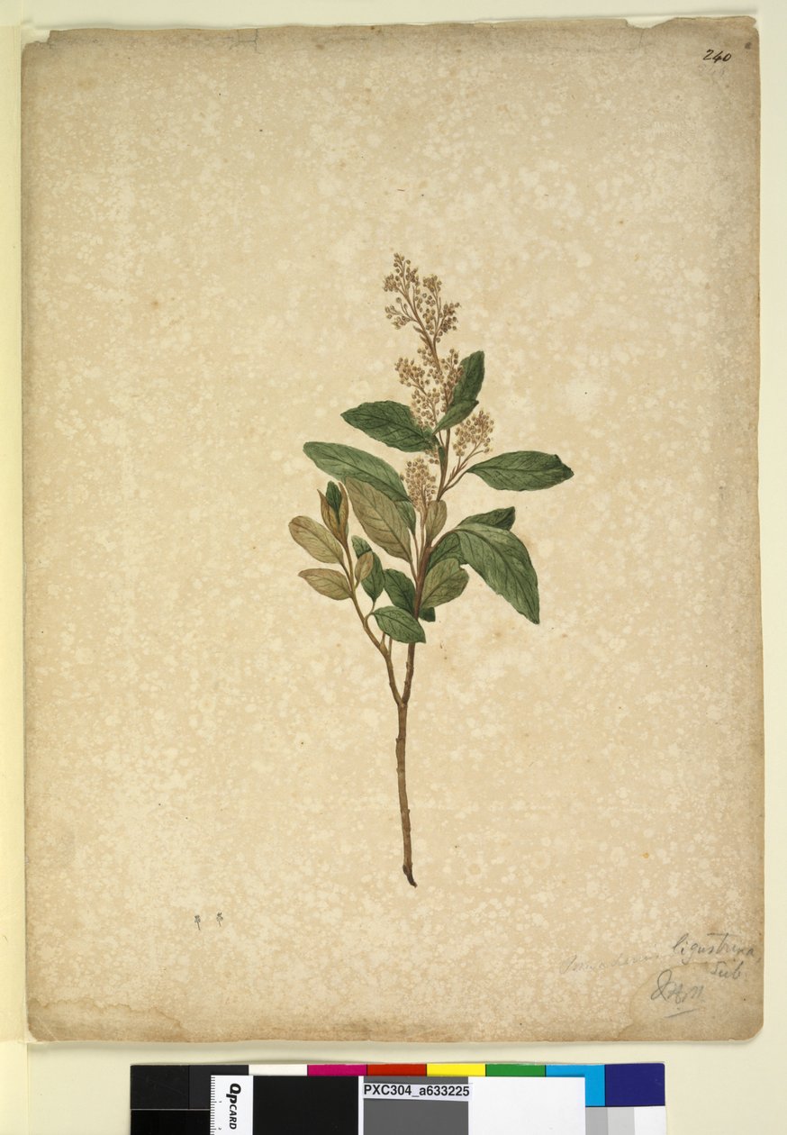 Side 240. Pomaderris ligustrina, ca. 1803-06 (wc, kuglepen, blæk og blyant) af John William Lewin