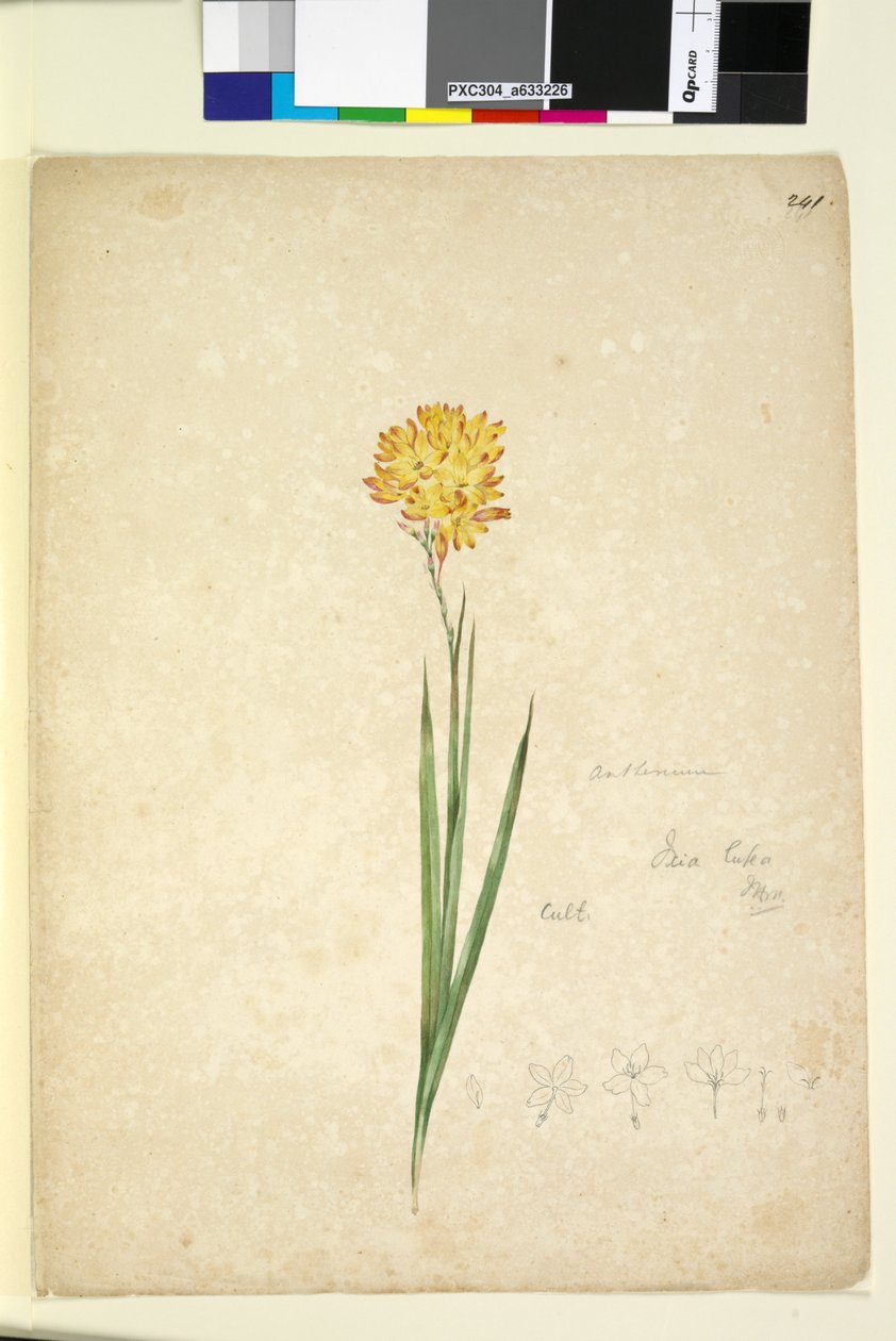 Side 241. Ixia lutea, ca. 1803-06 (wc, pen, blæk og blyant) af John William Lewin