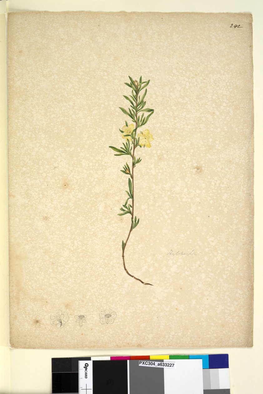 Side 242. Hibberta, ca. 1803-06 (wc, pen, blæk og blyant) af John William Lewin