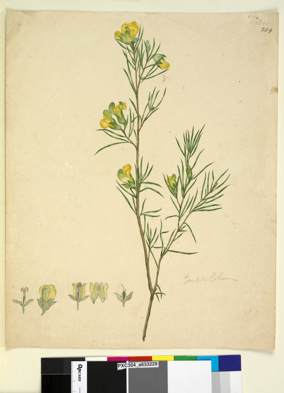 Side 244. Gompholobium, ca. 1803-06 (wc, pen, blæk og blyant) af John William Lewin