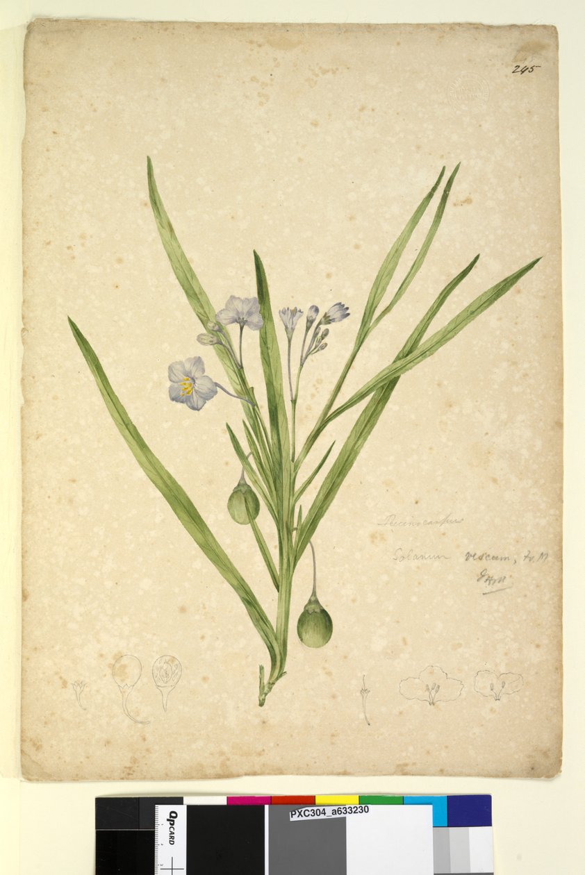 Side 245. Solanum vescum, c.1803-06 (wc, pen, blæk og blyant) af John William Lewin