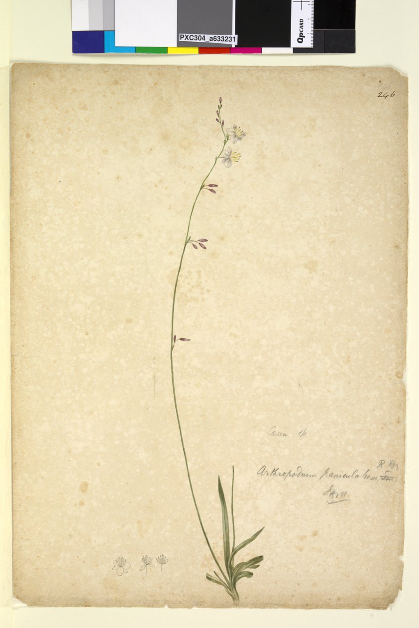 Side 246. Arthropodium paniculatum, ca. 1803-06 (wc, pen, blæk og blyant) af John William Lewin