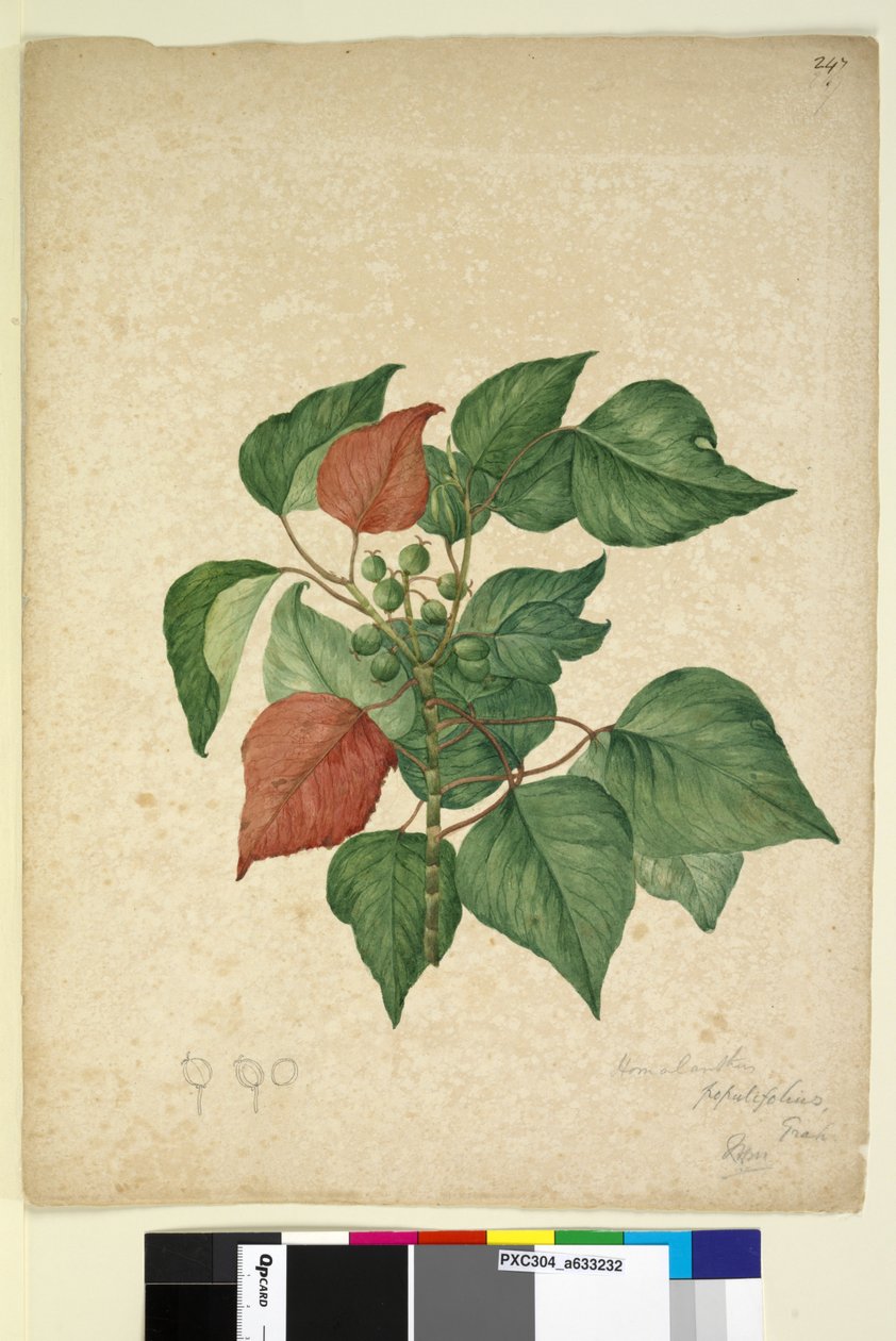 Side 247. Homolanthus populifolius Omalanthus populifolius, c.1803-06 (wc, kuglepen, blæk og blyant) af John William Lewin