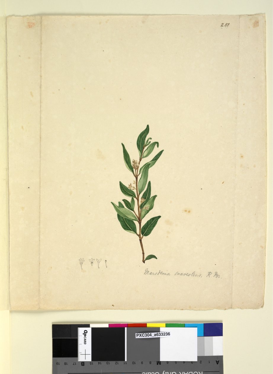 Side 251. Marsdenia suaveolens, ca. 1803-06 (wc, pen, blæk og blyant) af John William Lewin