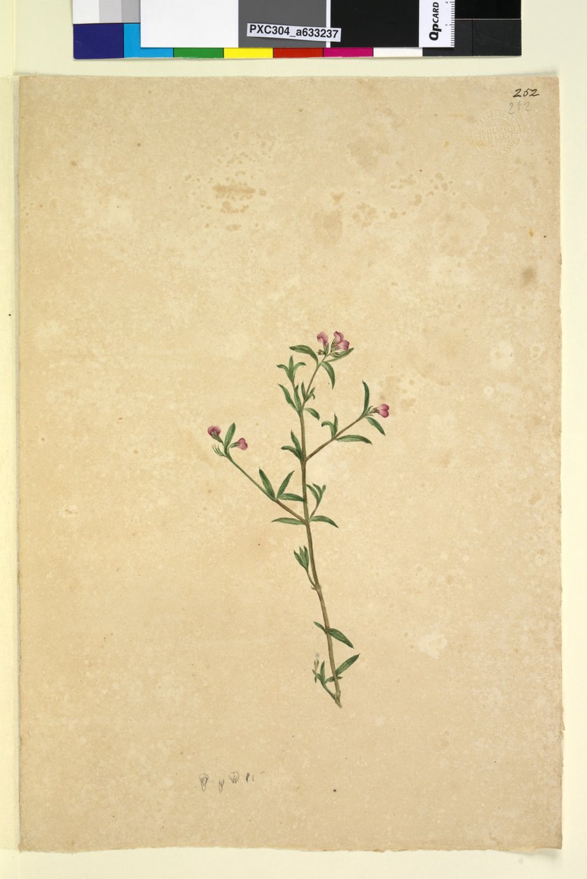 Side 252. Uidentificeret plante, ca. 1803-06 (wc, kuglepen, blæk og blyant) af John William Lewin