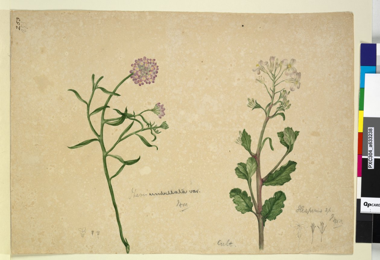 Side 253. Iberis umbellata; Hesperis sp., ca. 1803-06 (wc, kuglepen, blæk og blyant) af John William Lewin