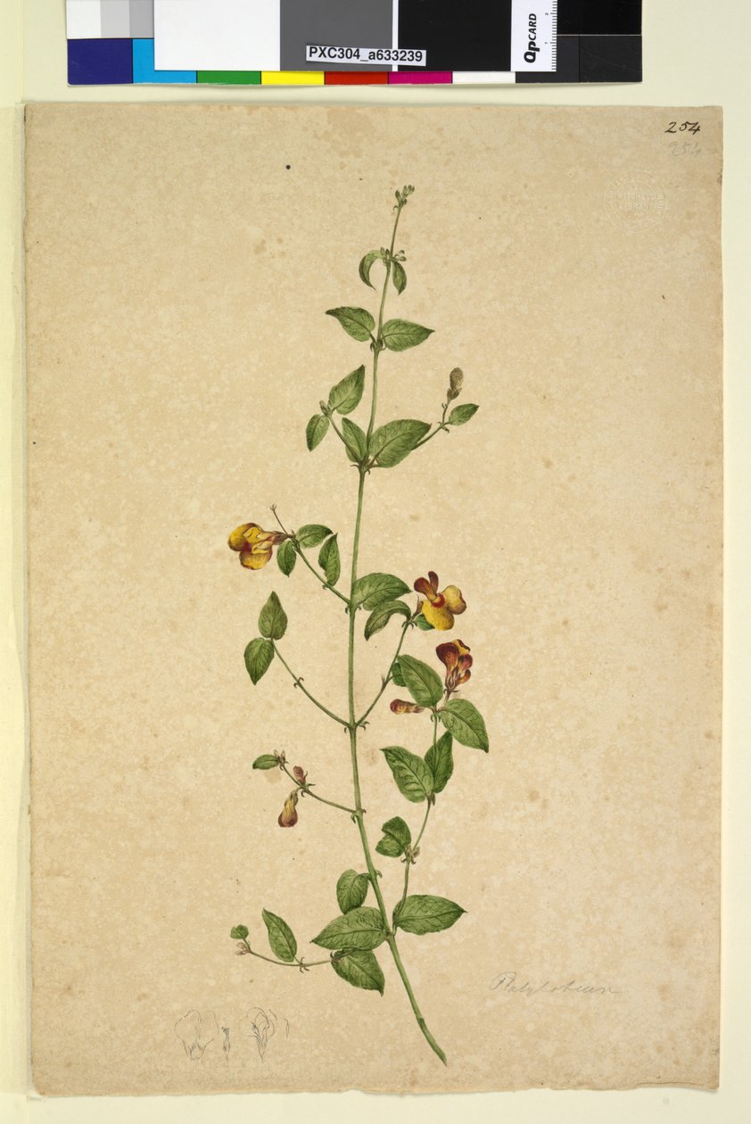 Side 254. Platylobium, ca. 1803-06 (wc, pen, blæk og blyant) af John William Lewin