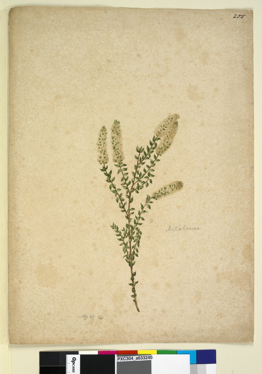Side 255. Melaleuca, ca. 1803-06 (wc, pen, blæk og blyant) af John William Lewin
