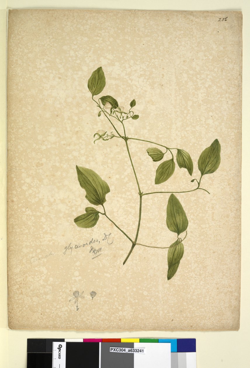 Side 256. Clematis glycinoides, ca. 1803-06 (wc, pen, blæk og blyant) af John William Lewin