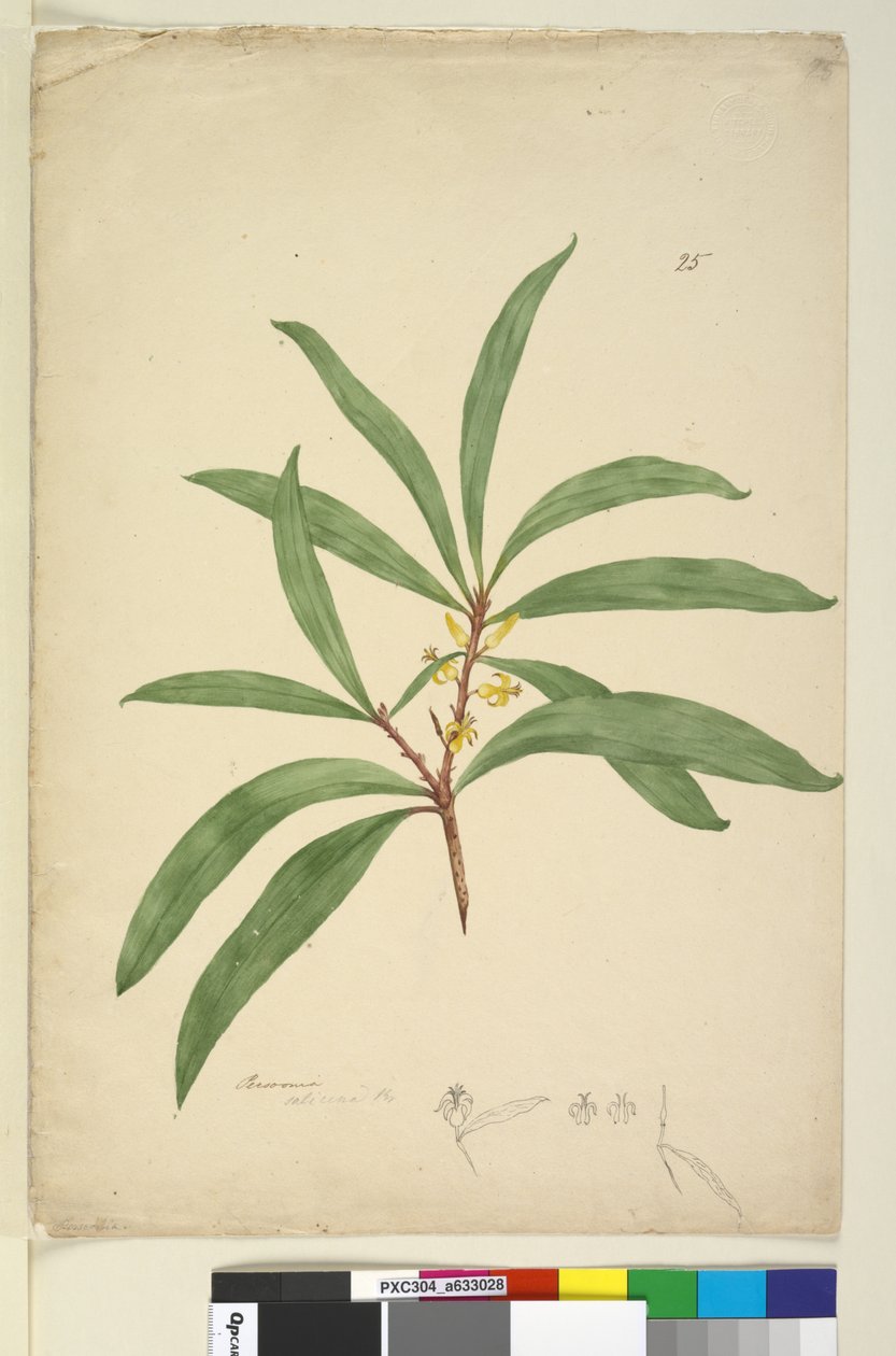 Side 25. Persoonia salicina, ca. 1803-06 (wc, kuglepen, blæk og blyant) af John William Lewin