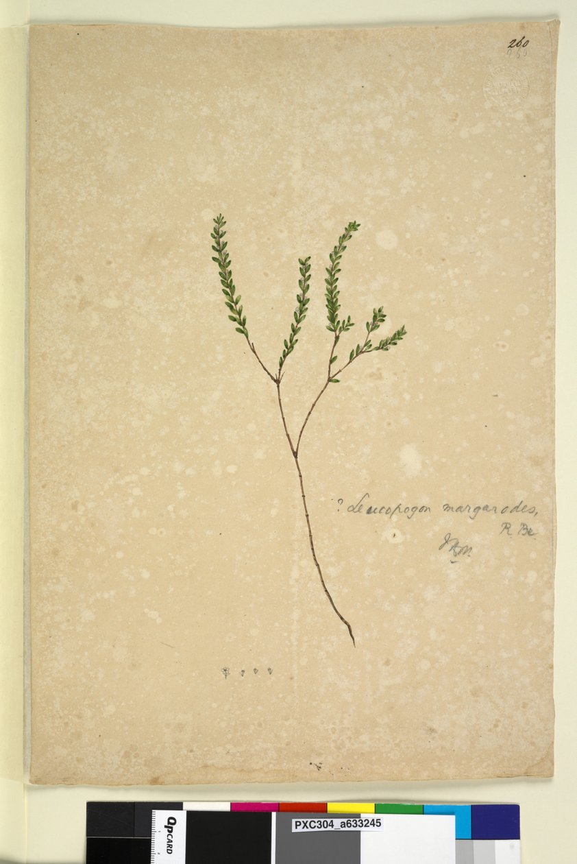 Side 260. Leucopogon margarodes, ca. 1803-06 (wc, pen, blæk og blyant) af John William Lewin