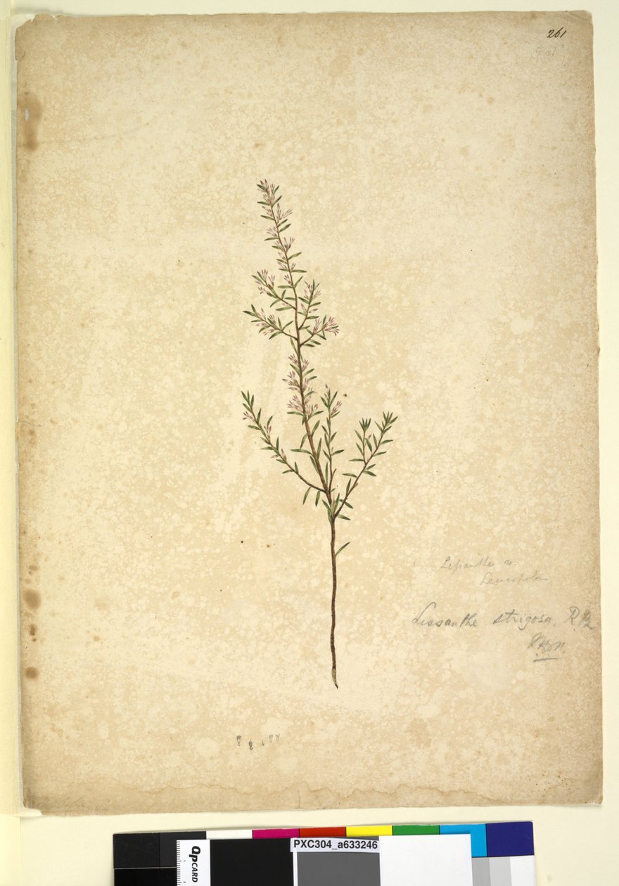 Side 261. Lissanthe strigosa, ca. 1803-06 (wc, pen, blæk og blyant) af John William Lewin