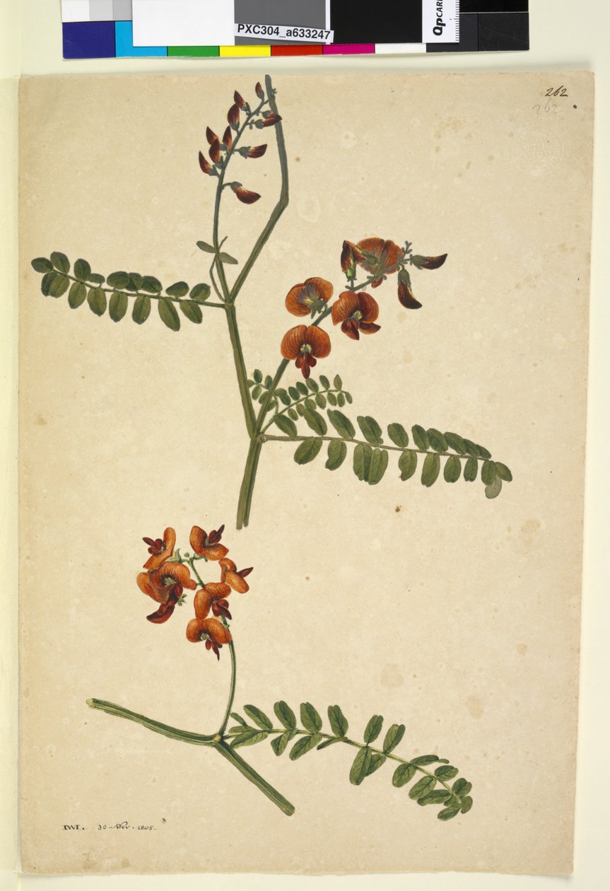 Side 262. Underskrevet: I.W.L. 30 nov. 1805, ca. 1803-06 (wc, kuglepen, blæk og blyant) af John William Lewin