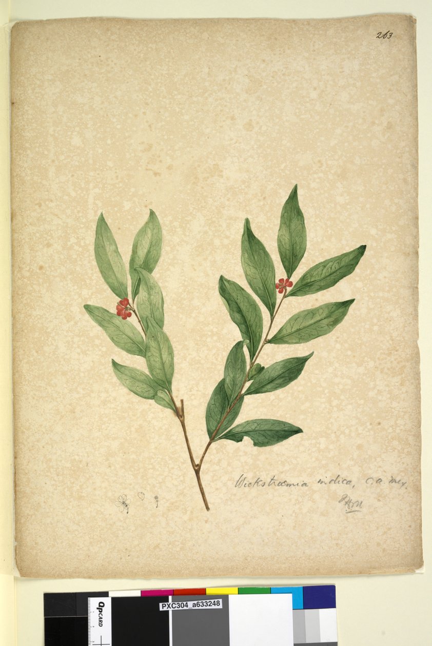 Side 263. Wikstroemia indica, c.1803-06 (wc, pen, blæk og blyant) af John William Lewin