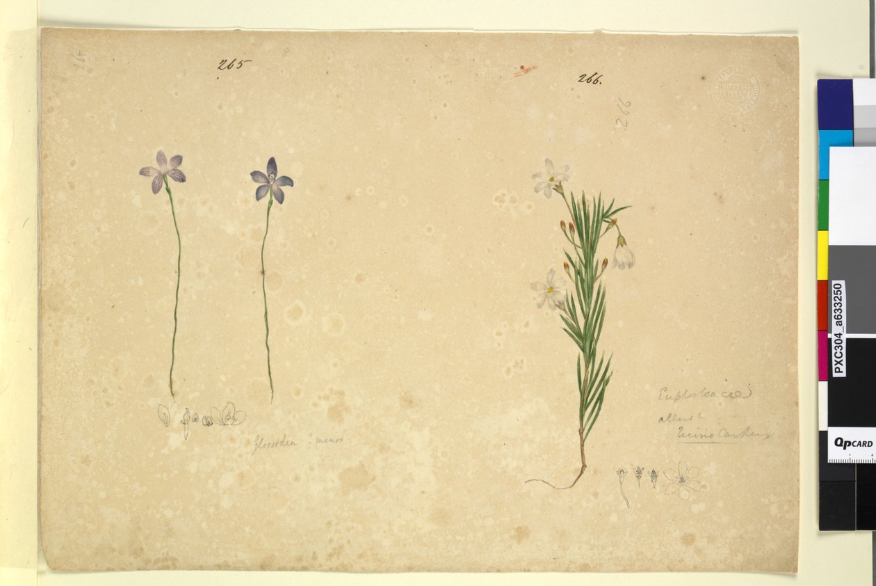 Side 265. Glossodia minor; 266. Ricinocarpus, ca. 1803-06 (wc, pen, blæk og blyant) af John William Lewin