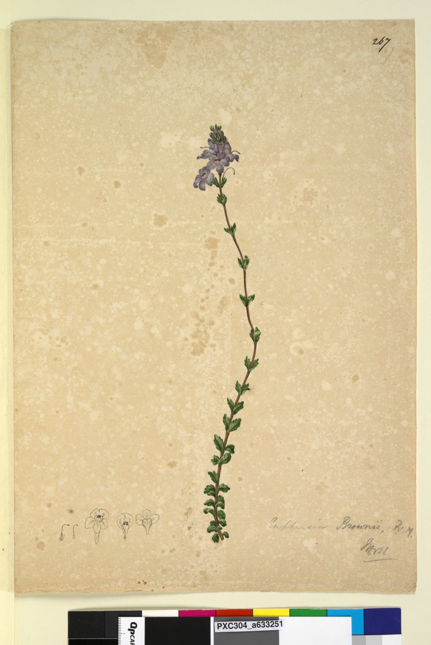 Side 267. Euphrasia brownii, ca. 1803-06 (wc, pen, blæk og blyant) af John William Lewin