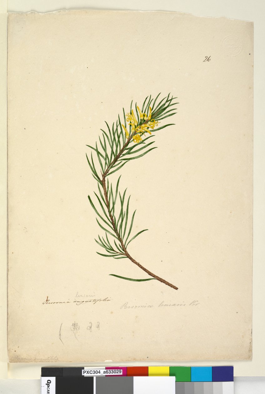 Side 26. Persoonia linearis, c.1803-06 (wc, pen, blæk og blyant) af John William Lewin