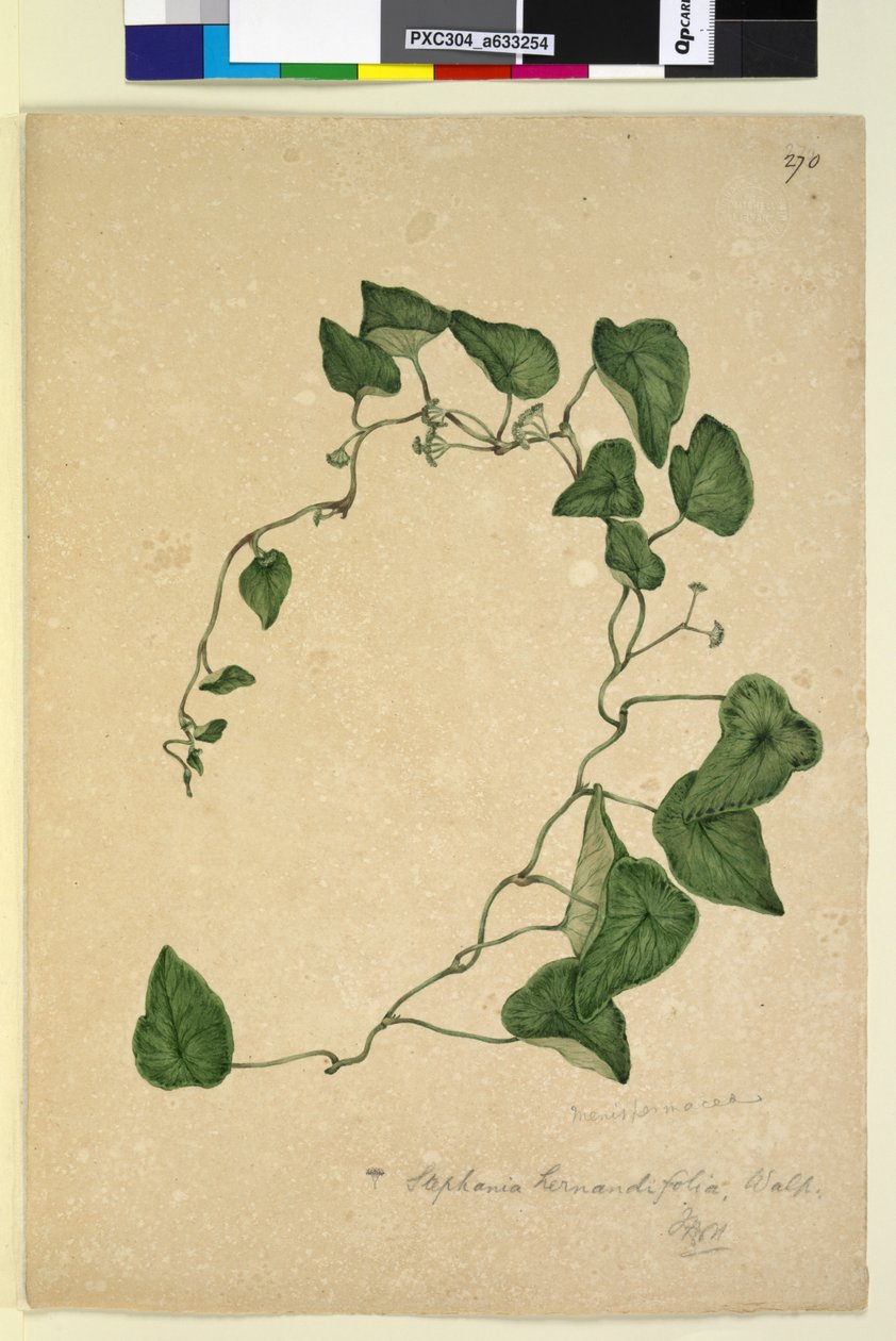Side 270. Stephania hernandiaefolia, ca. 1803-06 (wc, pen, blæk og blyant) af John William Lewin