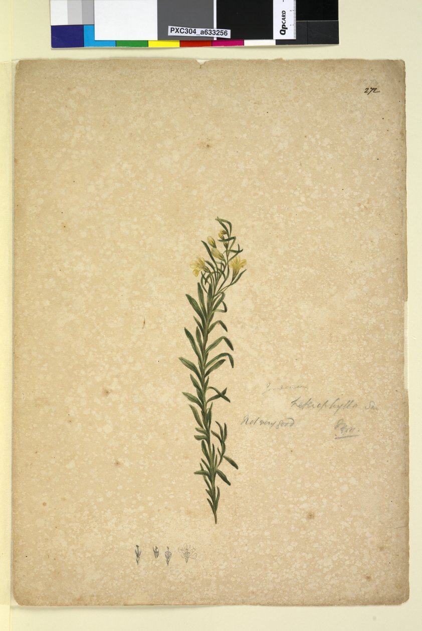 Side 272. Goodenia heterophylla, ca. 1803-06 (wc, kuglepen, blæk og blyant) af John William Lewin