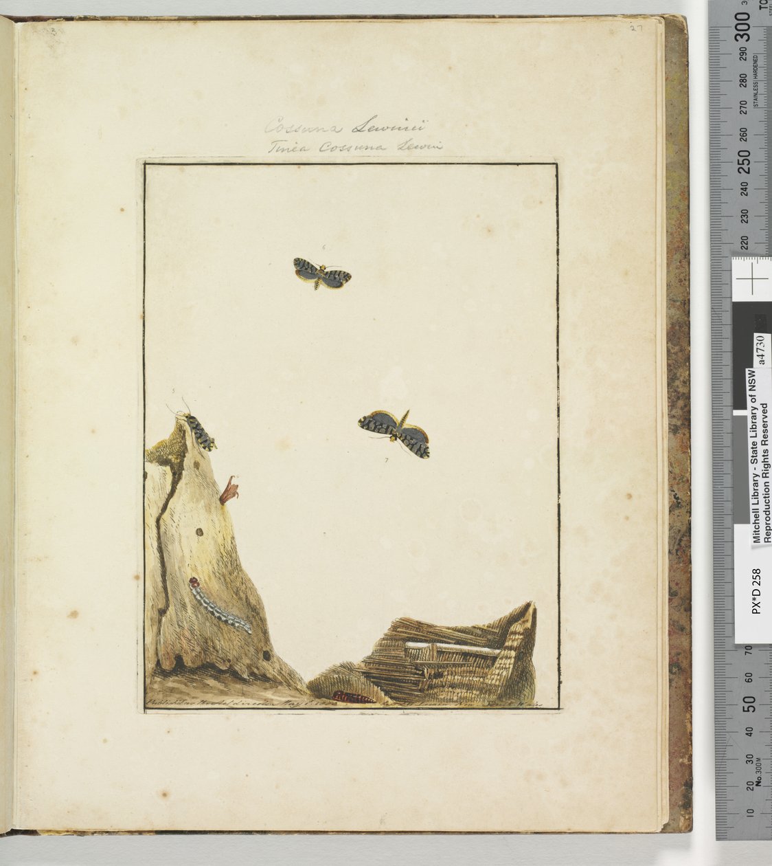 Side 27. Plade 7 Cossuna Lewinii Tinea Cossuna Lewin, 1803-04 (håndfarvede ætsetryk) af John William Lewin
