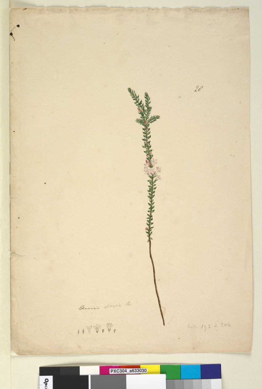 Side 28. Epacris sparsa, ca. 1803-06 (wc, pen, blæk og blyant) af John William Lewin