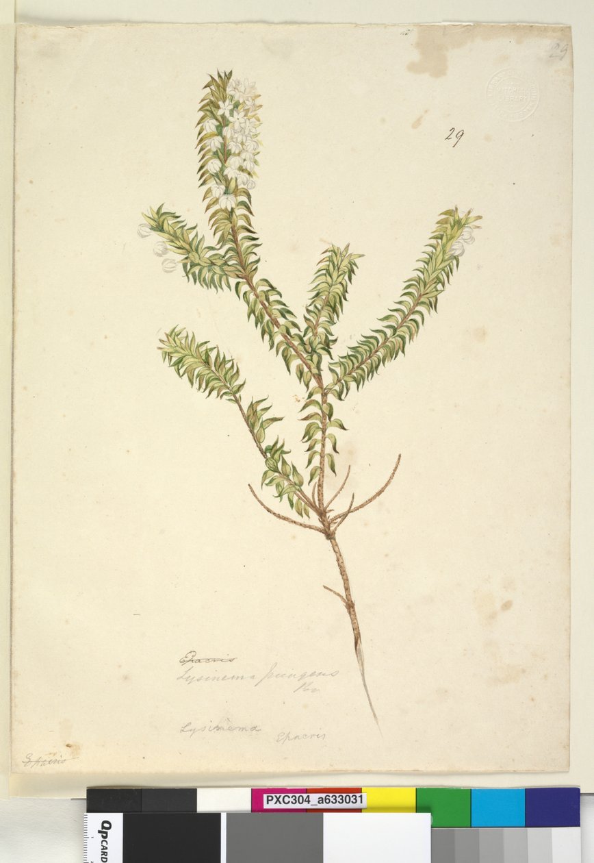 Side 29. Lysinema, ca. 1803-06 (wc, pen, blæk og blyant) af John William Lewin