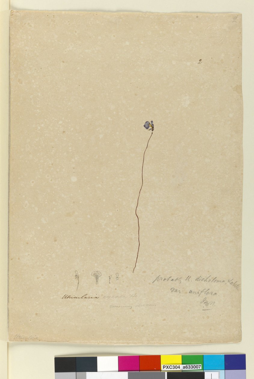 Side 2. Utricularia dichotoma, ca. 1803-06 (wc, pen, blæk og blyant) af John William Lewin