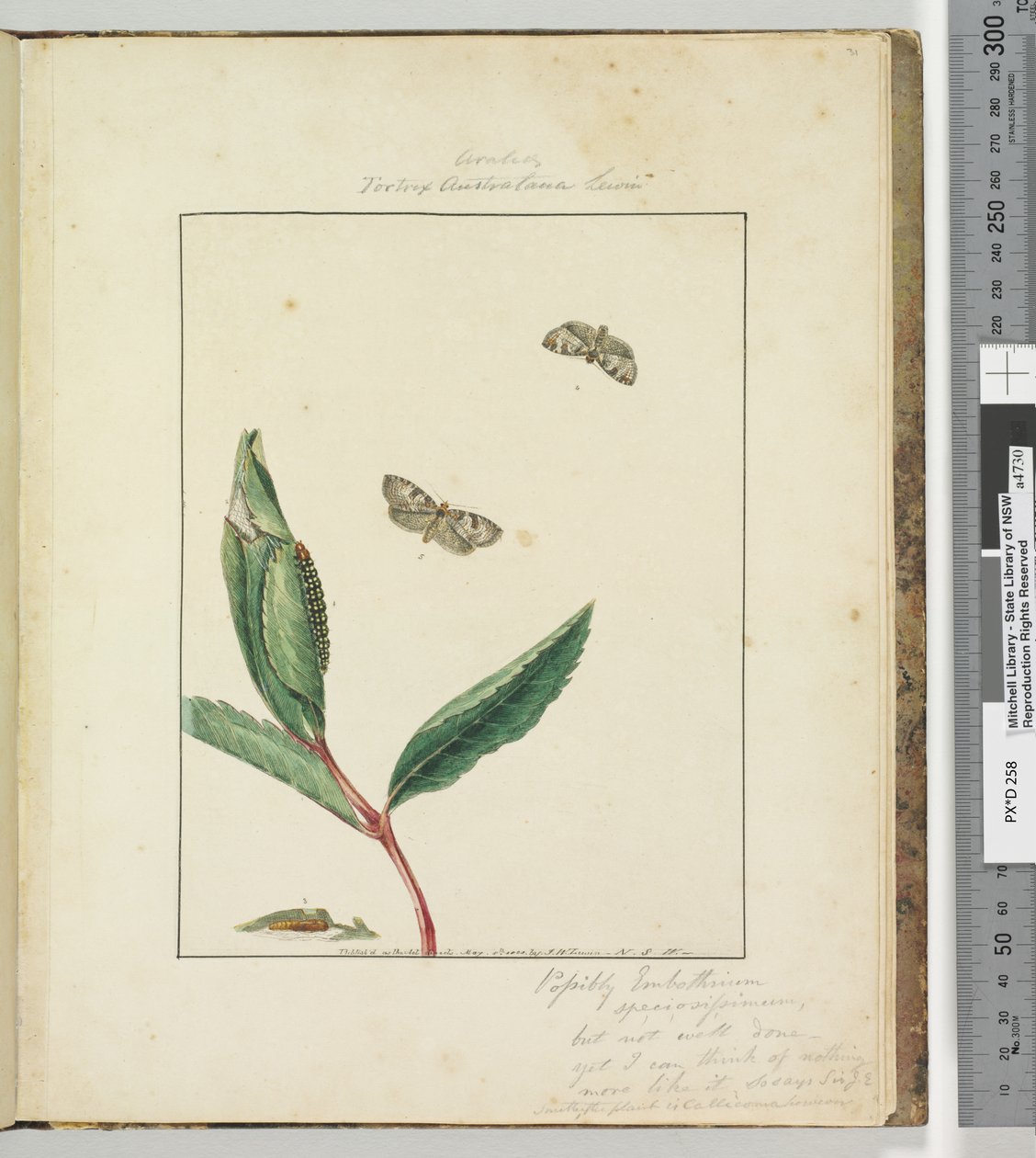 Side 31. Plade 8 Ara.. Tortrix Australana Lewin, 1803-04 (håndfarvede ætsningstryk) af John William Lewin