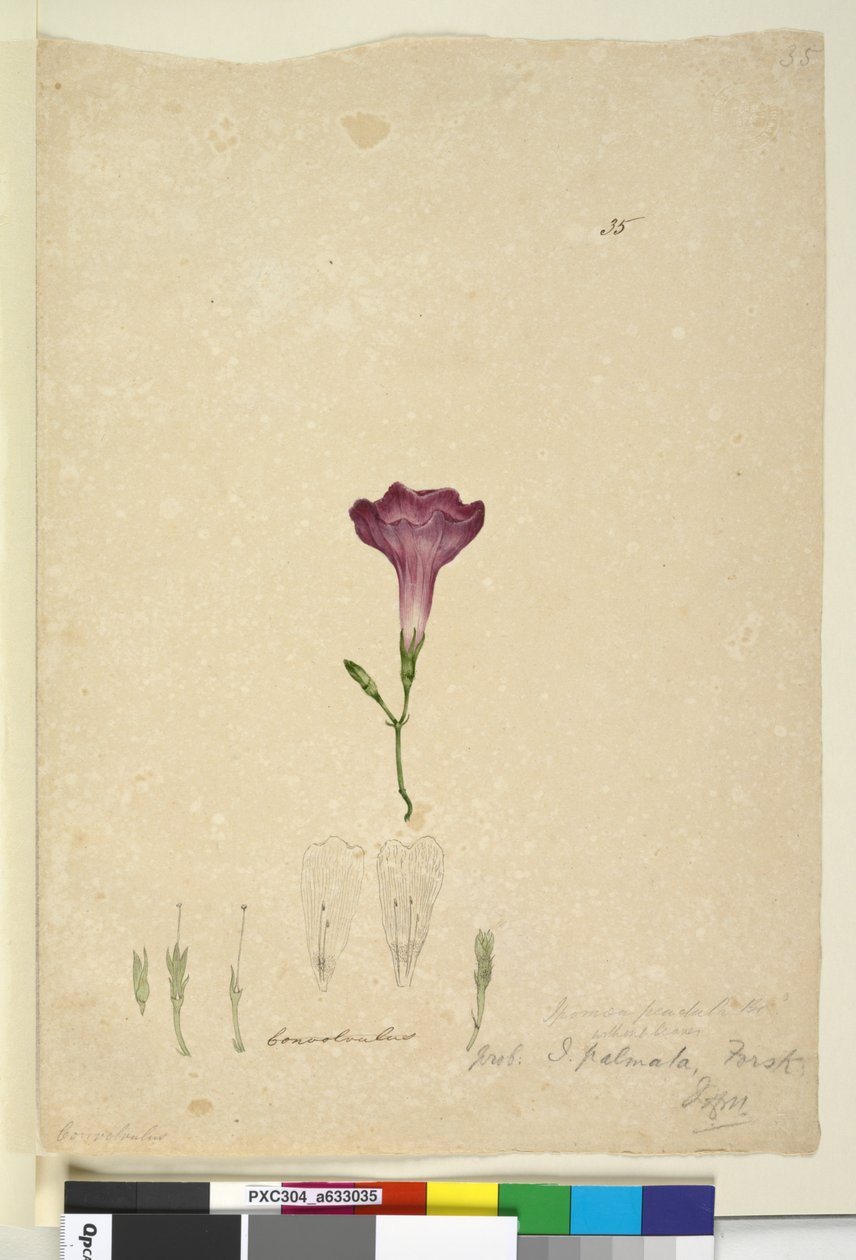 Side 35. Ipomoea palmata, ca. 1803-06 (wc, pen, blæk og blyant) af John William Lewin