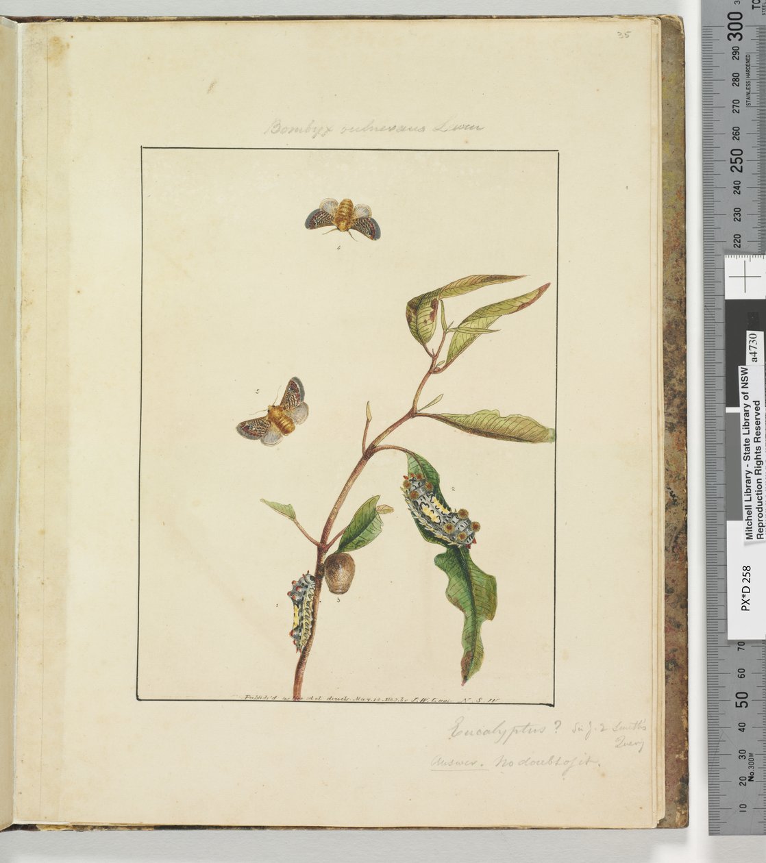 Side 35. Plade 9 Bombyx Vulnerans Lewin, 1803-04 (håndfarvede ætsetryk) af John William Lewin