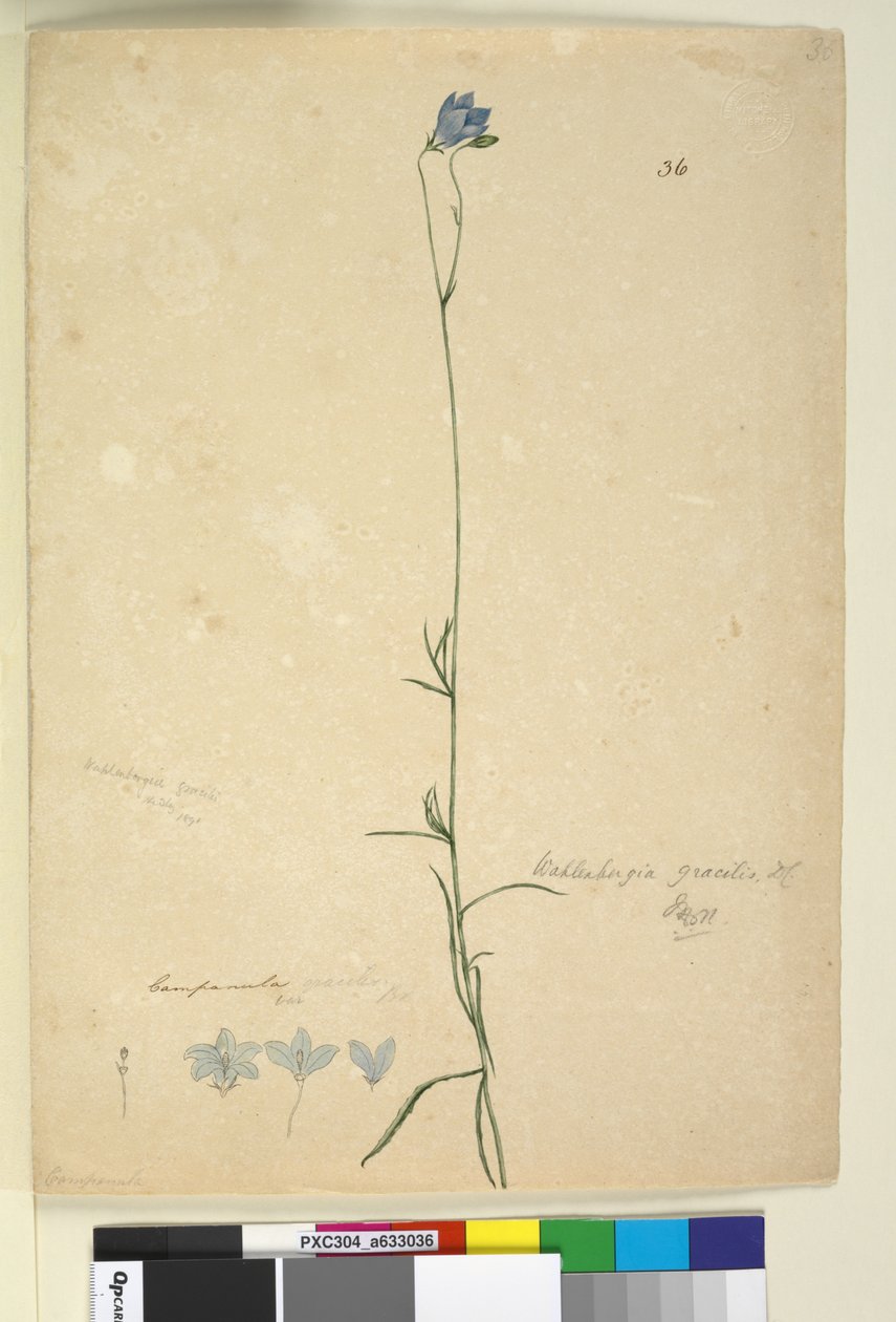 Side 36. Wahlenbergia gracilis, c.1803-06 (wc, kuglepen, blæk og blyant) af John William Lewin
