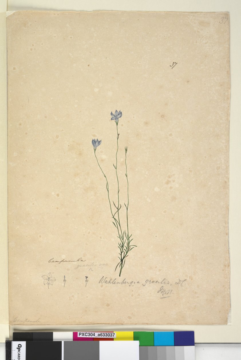 Side 37. Wahlenbergia gracilis, ca. 1803-06 (wc, kuglepen, blæk og blyant) af John William Lewin