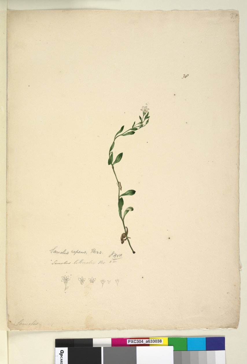 Side 38. Samolus repens, ca. 1803-06 (wc, pen, blæk og blyant) af John William Lewin