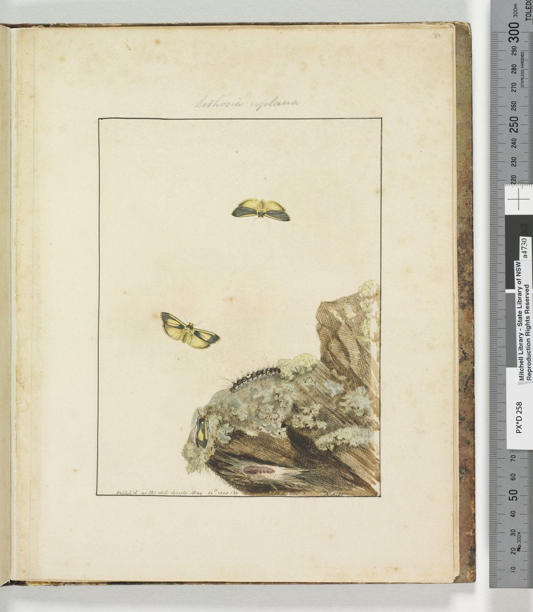 Side 39. Plade 10 Lithosa Replana, 1803-04 (håndfarvede ætsetryk) af John William Lewin