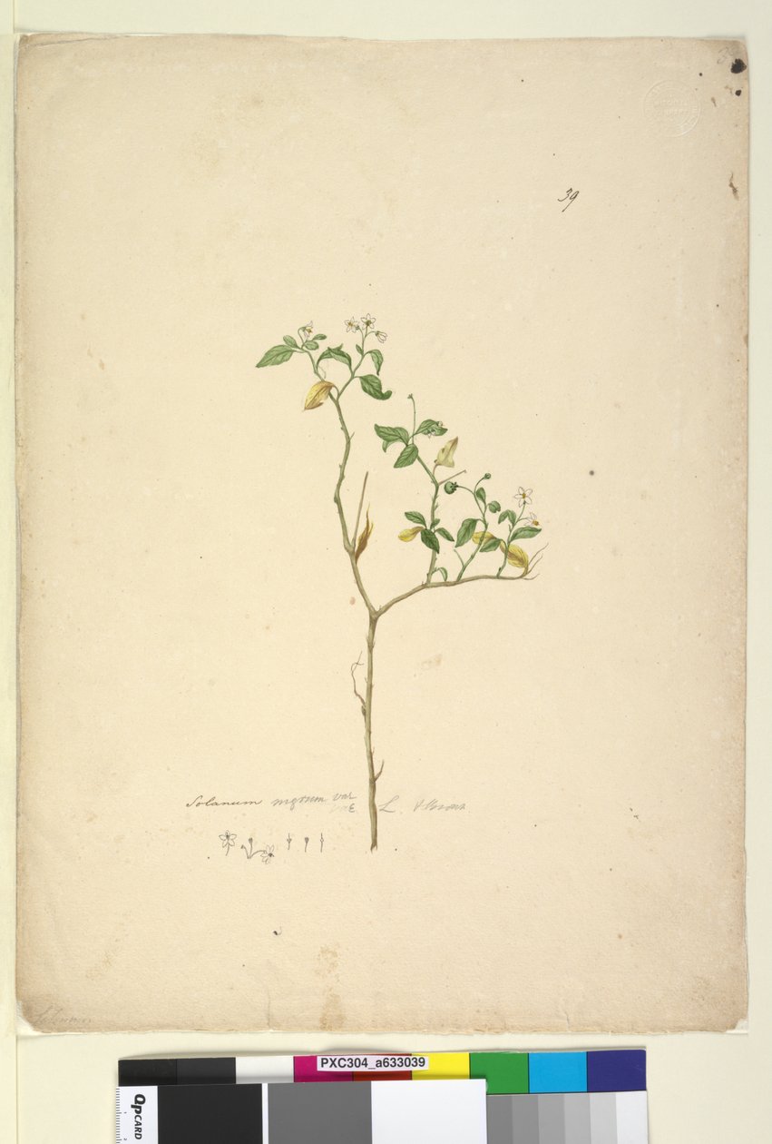 Side 39. Solanum nigrum, ca. 1803-06 (wc, kuglepen, blæk og blyant) af John William Lewin
